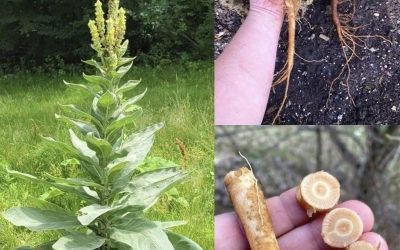 Paslėpta Mullein šaknies galia: gamtos pamirštas kvėpavimo sąjungininkas