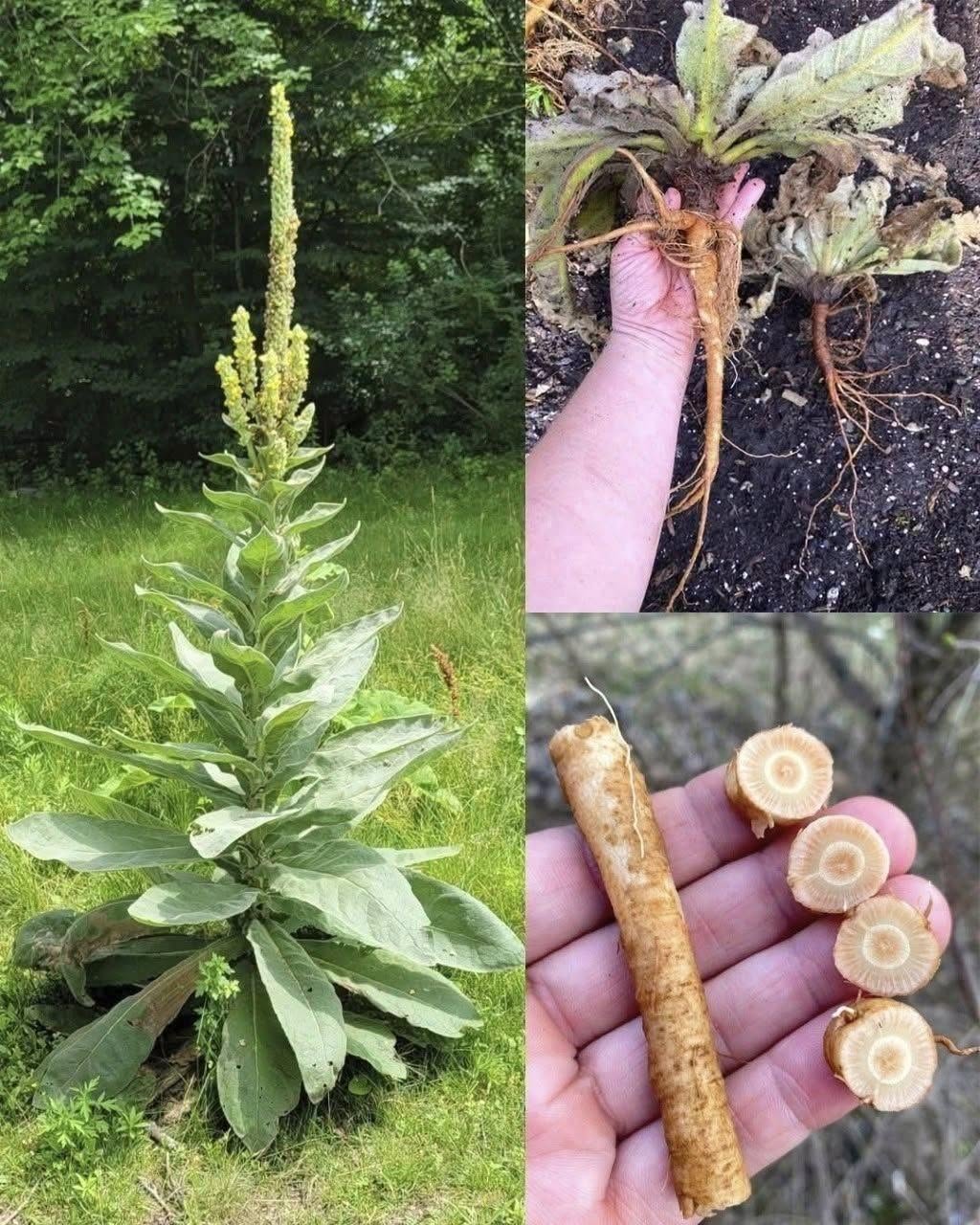 Paslėpta Mullein šaknies galia: gamtos pamirštas kvėpavimo sąjungininkas